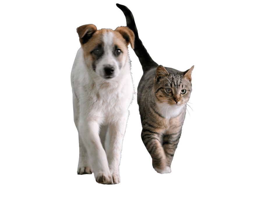 STRAY TRACKER: How many strays in your area?