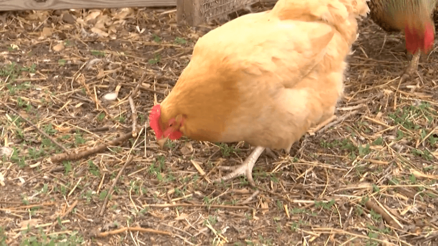 Neosho eases rules, allowing residents to raise chickens