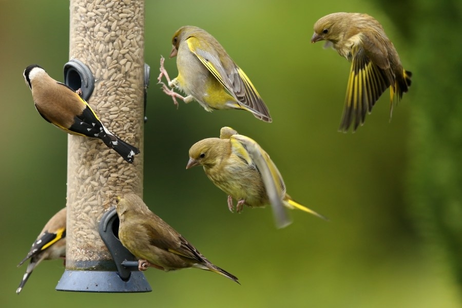 Dunking for bird seed: Local business hosts special event for a good cause