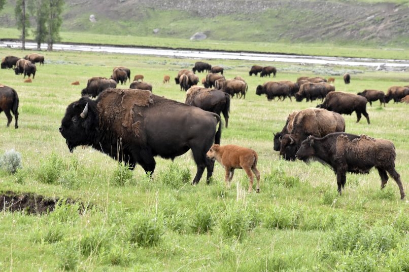 Beheading buffalo on Cherokee Nation reservation earns Oklahoma man a three year deferred sentence
