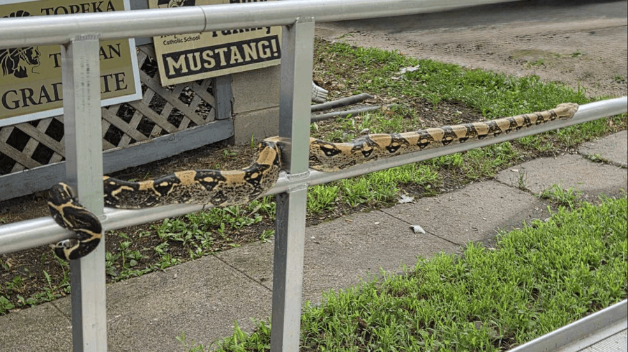 Woman shocked to find boa constrictor on front porch in Topeka