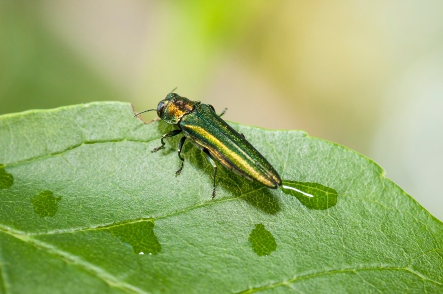 Invasive species found at national wildlife refuge in Kansas