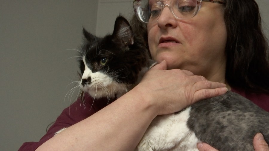 Topeka Correctional Facility welcomes cats for residents to care for