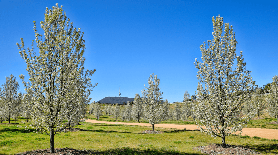 Moving this tree in Kansas could get you in trouble starting in 2027, what to know
