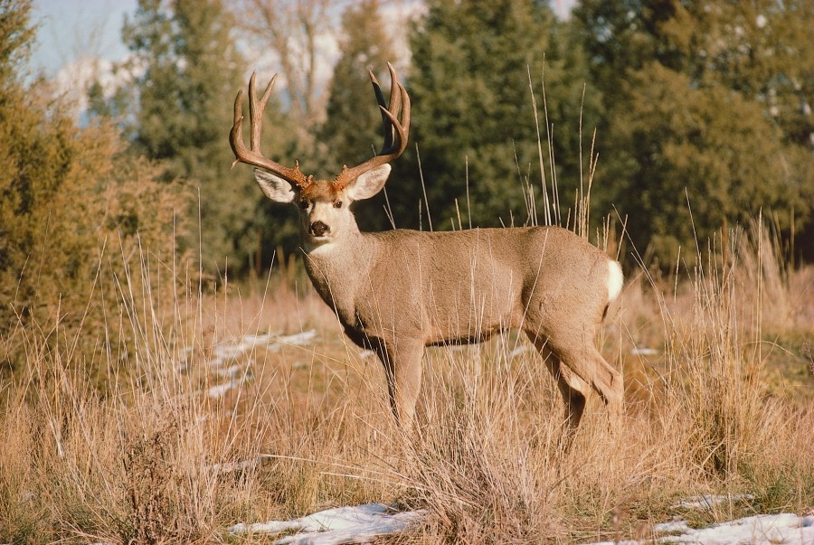 Big game hunting permits awarded to 7 Kansas nonprofits, how can you get one?