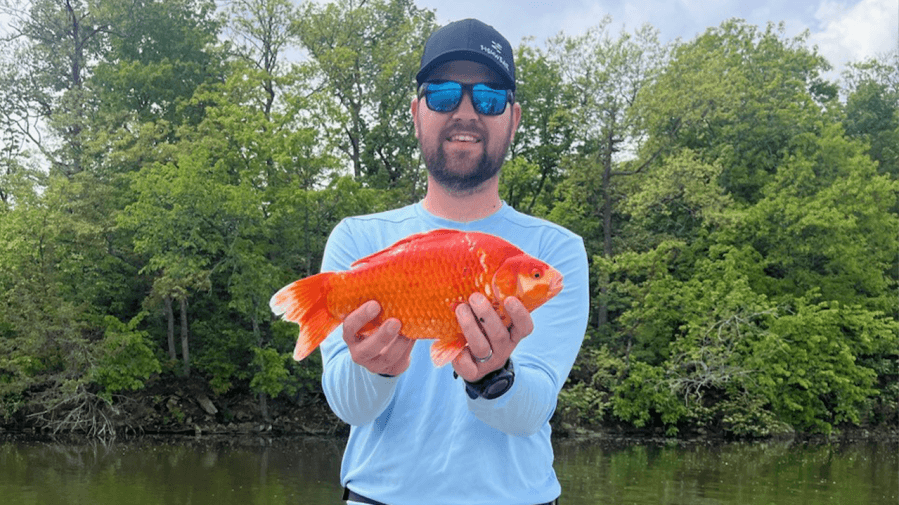 Exotic pet fish are turning up in Kansas lakes, where do they come from?
