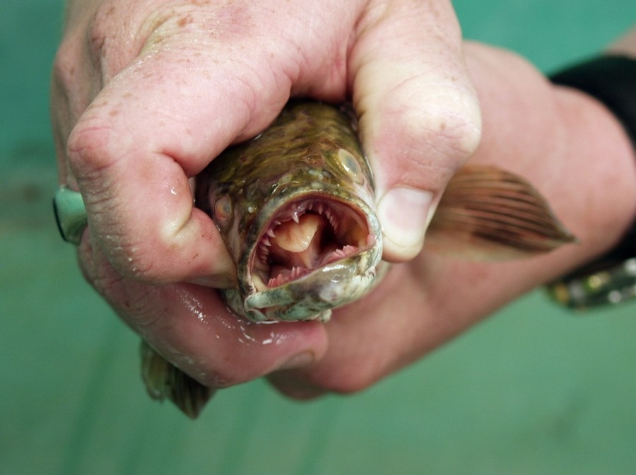 Kill this fish immediately if you find it in Kansas