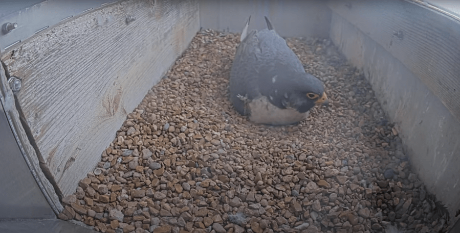 Evergy falcon eggs laid in Topeka may never hatch