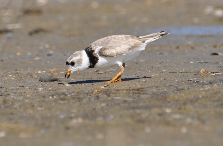 Rare bird spotted at Kansas state park results in partial beach shutdown