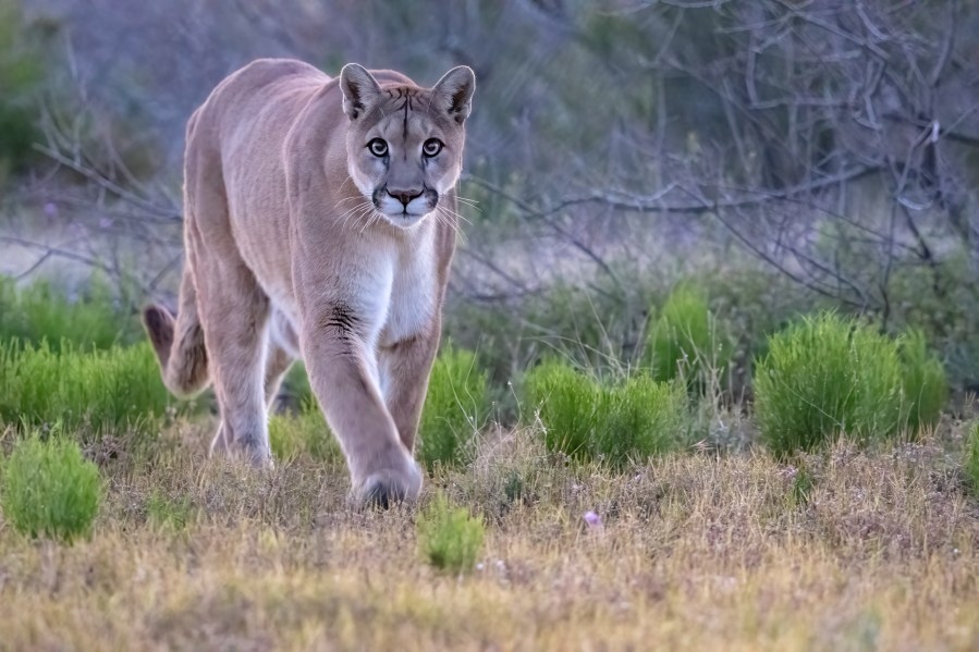 Mountain lion sightings rise in Kansas, here's where they've been spotted