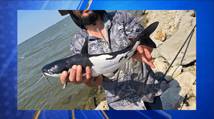 Why are so many strange catfish coming out of this Kansas lake?