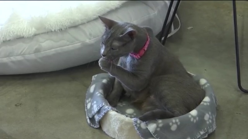 Topeka Cat Café helps 440 cats find forever homes