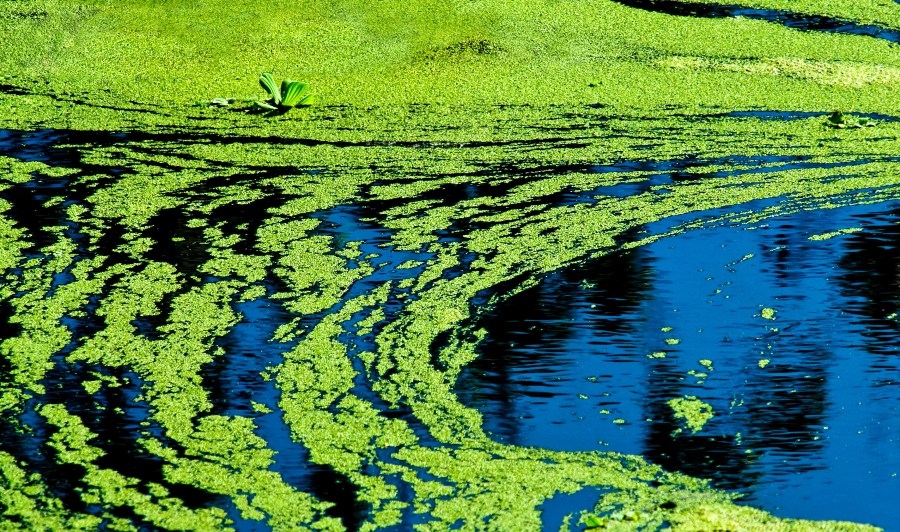 Blue-green algae warning issued for Lake Shawnee