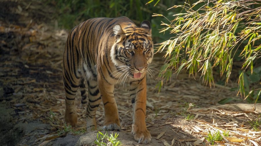 Topeka Zoo announces new tiger, king vulture attraction