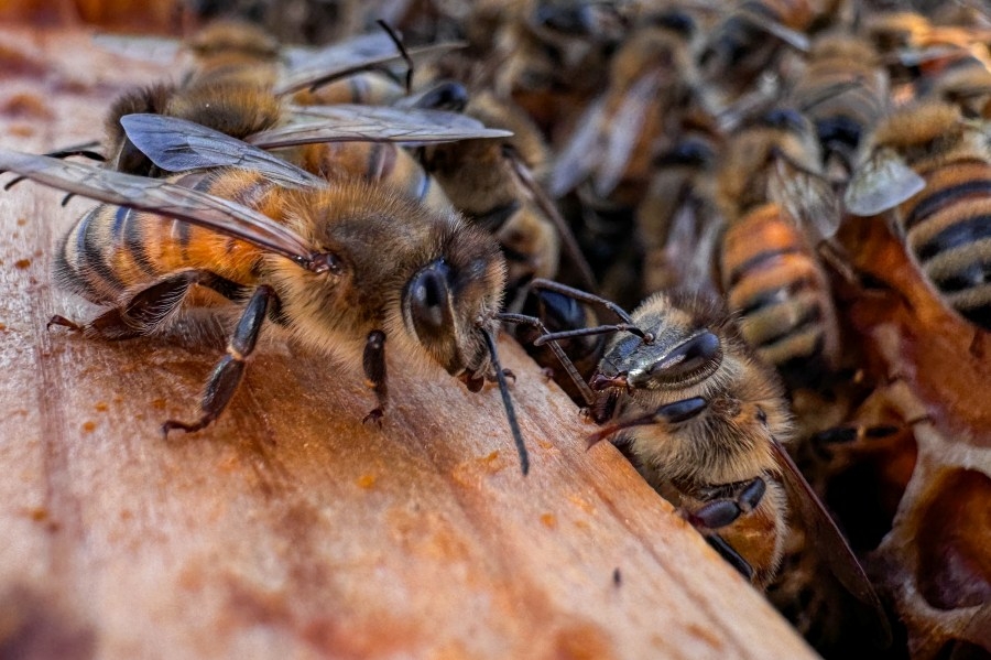 Google shares K-State researcher's work to save bees