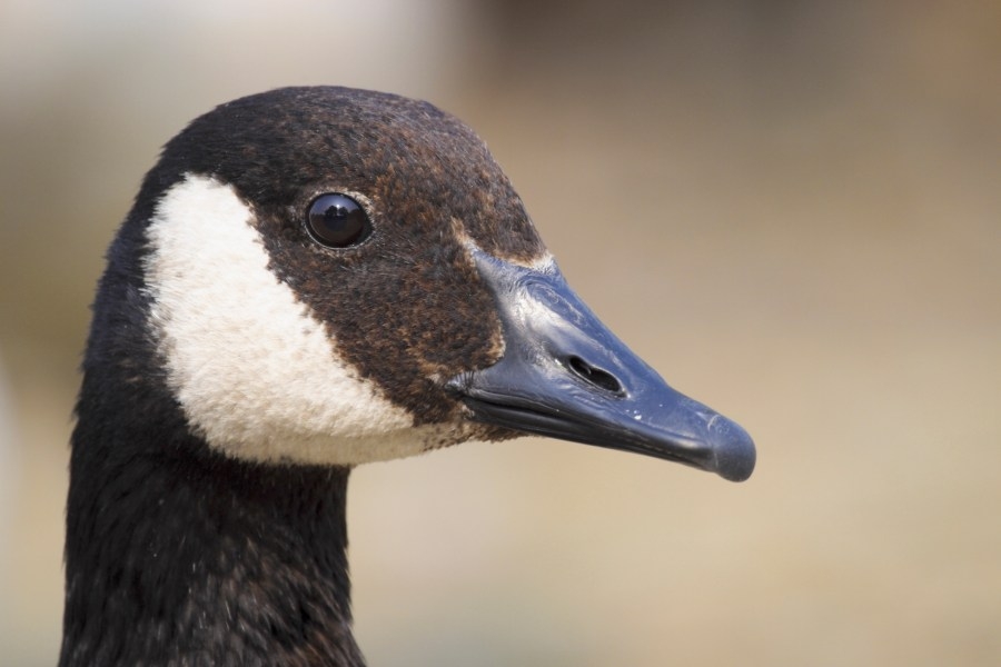 Multiple geese apparently run over, community member calls for action