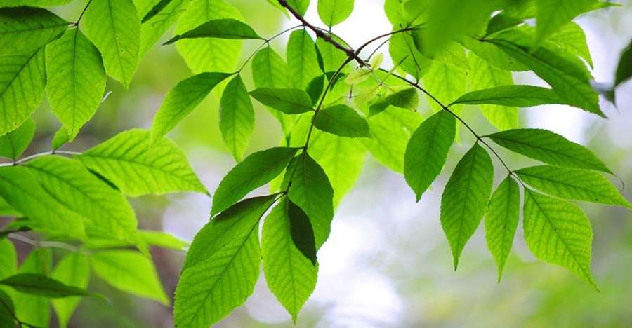 Kansas ash trees under attack from returning pest