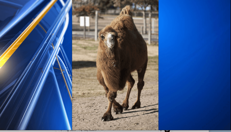 Mona, long-lived camel at Lee Richardson Zoo, dies
