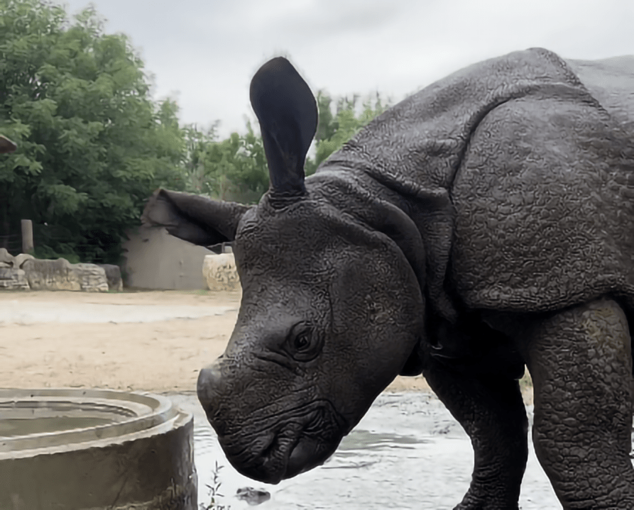 Tanganyika say MJ the Rhino has new home in Michigan