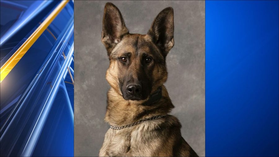 Butler County mourns loss of Sheriff's Office K-9 Bandit