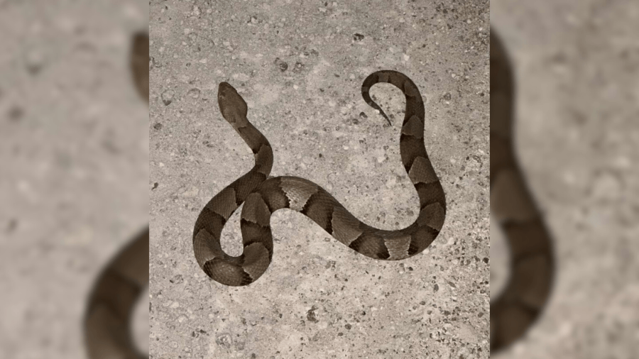 Flooding brings more copperheads to Cowley County