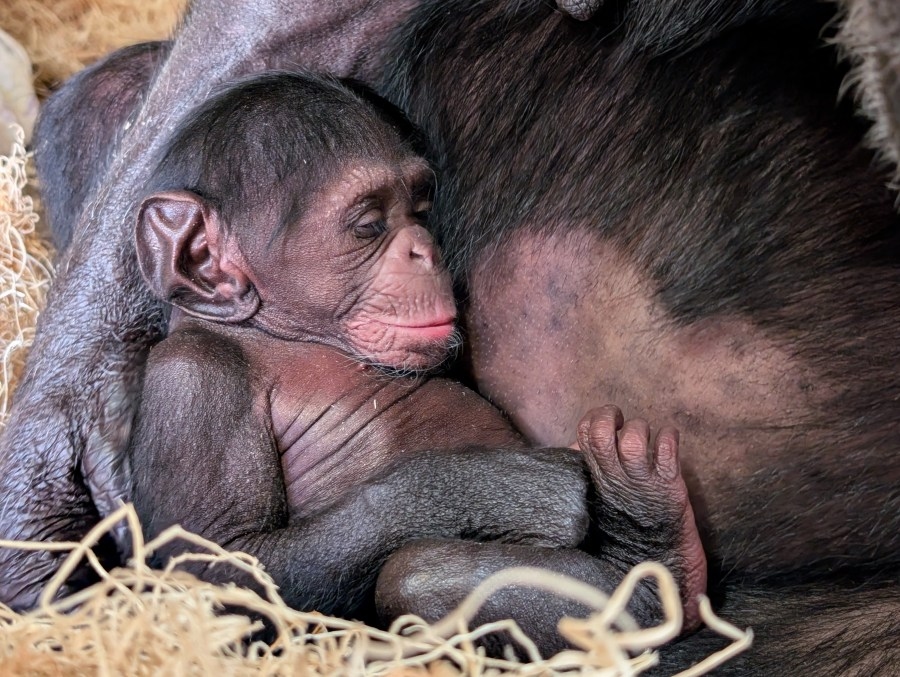 Sedgwick County Zoo welcomes newborn chimpanzee