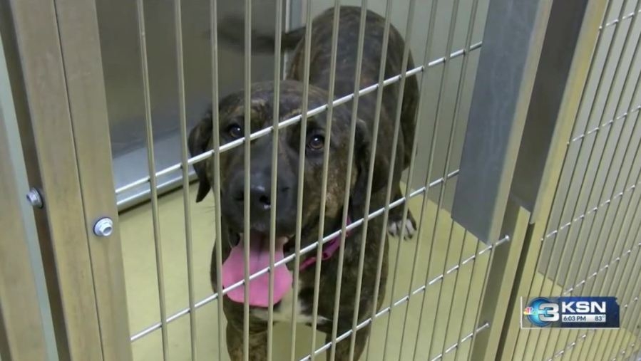 Space at Wichita Animal Shelter could get tight