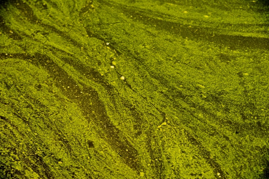 KDHE issues blue-green algae advisory for three Kansas lakes