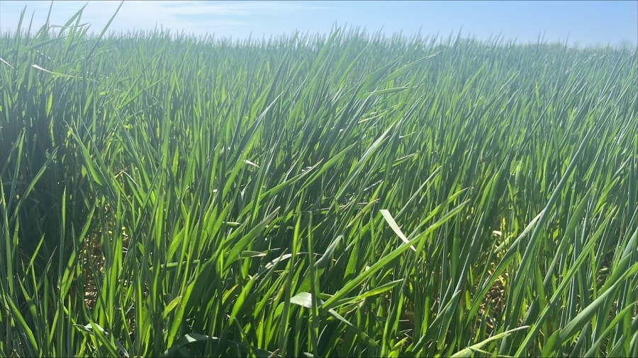 Some Kansas wheat suffering drought stress
