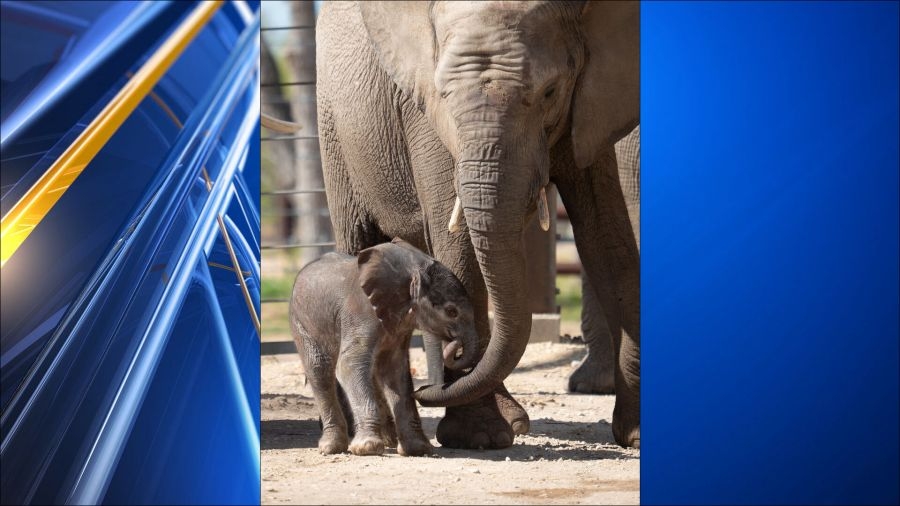 Baby elephant at the Sedgwick County Zoo – it's a boy!