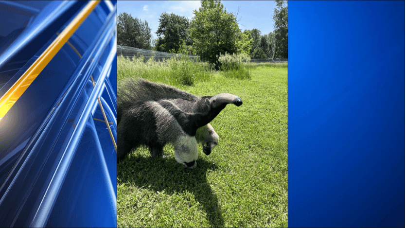 Meet Chili: Lee Richardson Zoo welcomes giant anteater