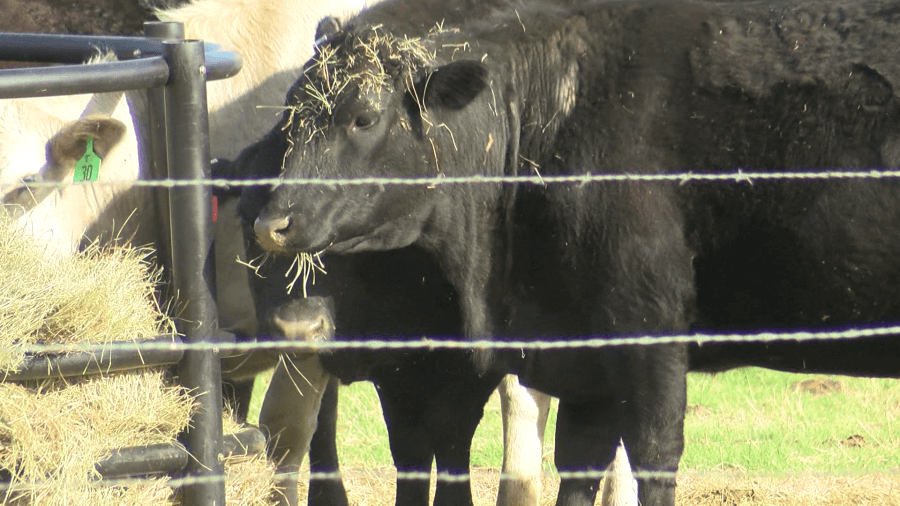 Larned residents to hear proposal on feedlot expansion