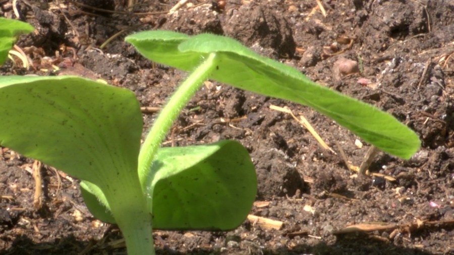 Park City community garden brings positivity, peace, and connection