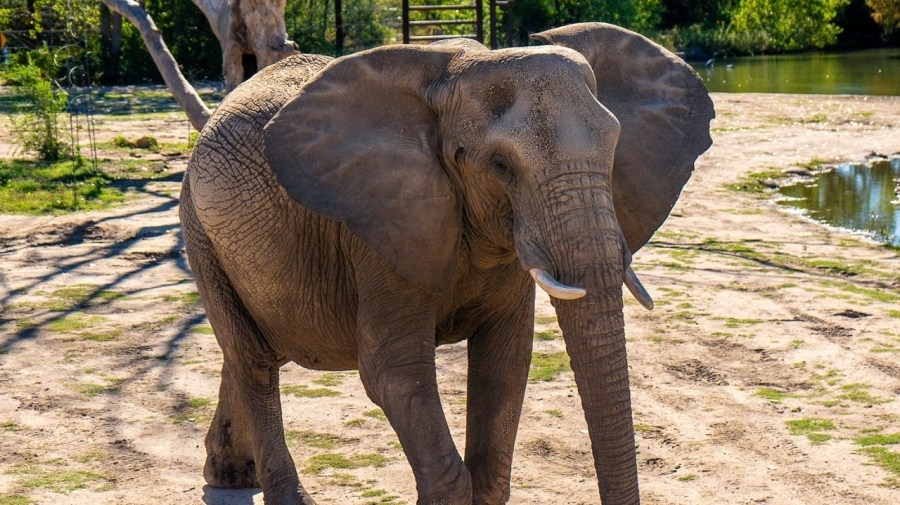 Sedgwick County Zoo elephant's pregnancy comes to ‘heartbreaking' end