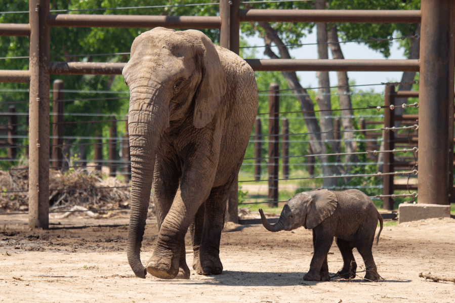 Sedgwick County Zoo welcomes third baby elephant