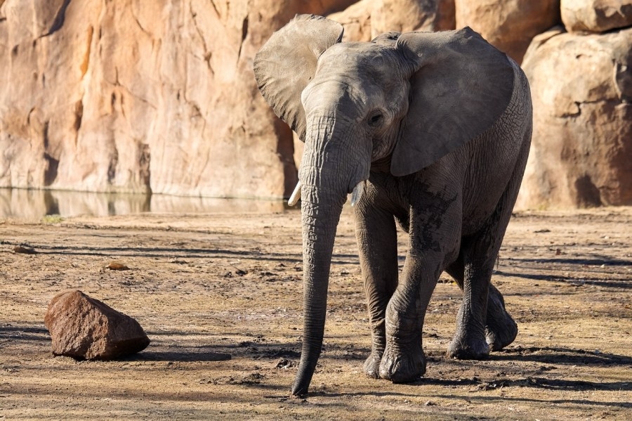 Sedgwick County Zoo elephant now at home in Atlanta