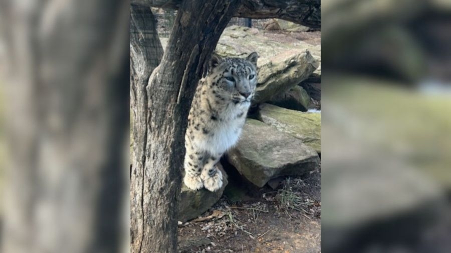 Rolling Hills Zoo welcomes new female snow leopard