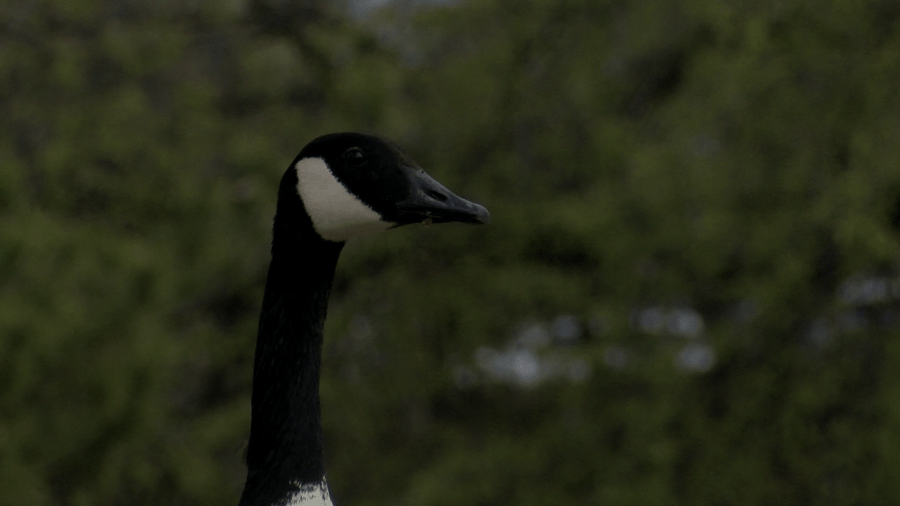Fowl play: Goose attacks 6-year-old visiting Wichita
