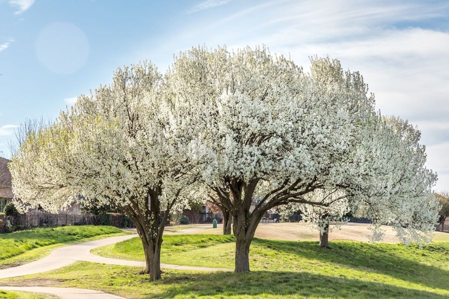 Buybacks for invasive, smelly pear trees in Kansas will not happen this spring