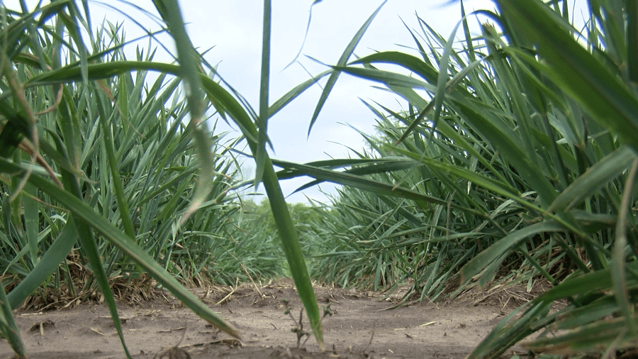 Nonprofit working on sustainable alternative to traditional grains in Salina
