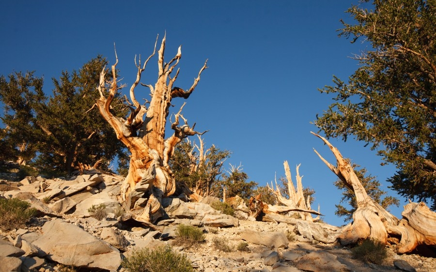 There's a tree in California that's older than the Egyptian pyramids
