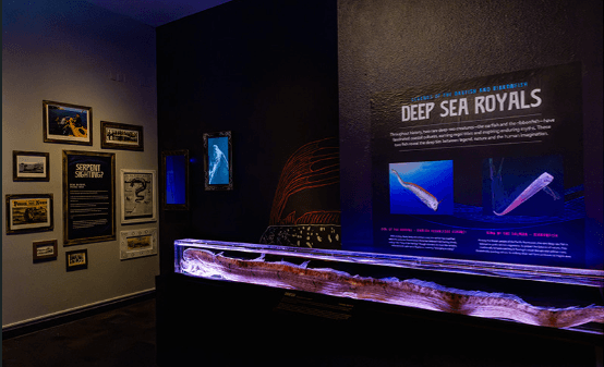 Rare ‘doomsday' oarfish on display at Birch Aquarium after washing up in San Diego