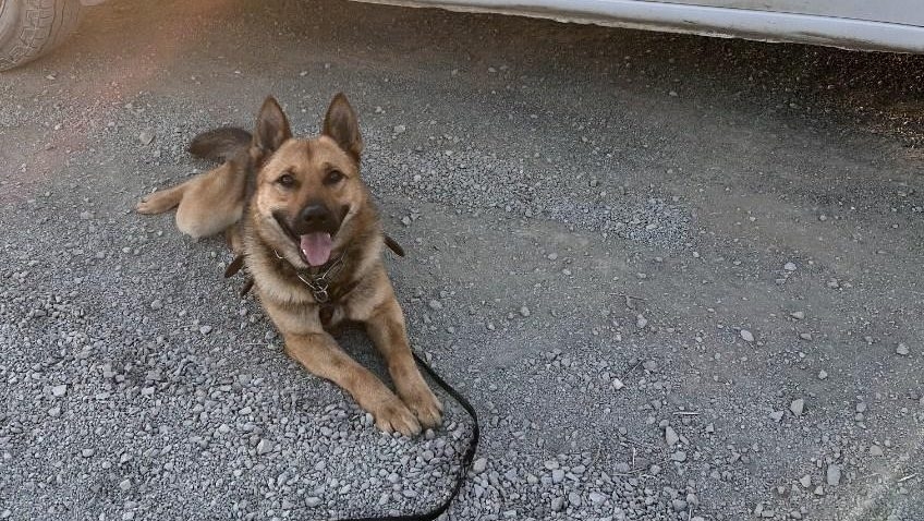 Border Patrol K-9 recovering after being airlifted for rattlesnake bite