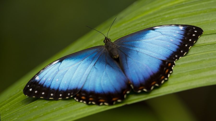 How butterfly wings could help advance cancer research: UCSD study