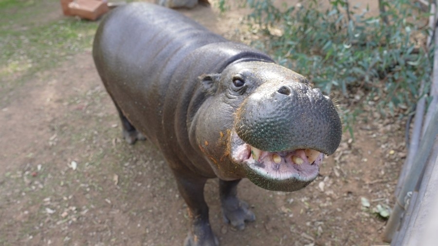WORLD RECORD: San Diego Humane Society's pygmy hippo breaks record as oldest ever