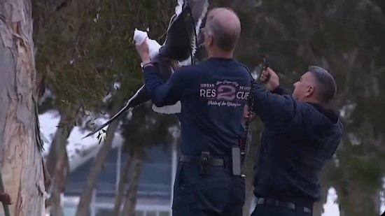 First responders save seagull trapped in tree by string in downtown San Diego