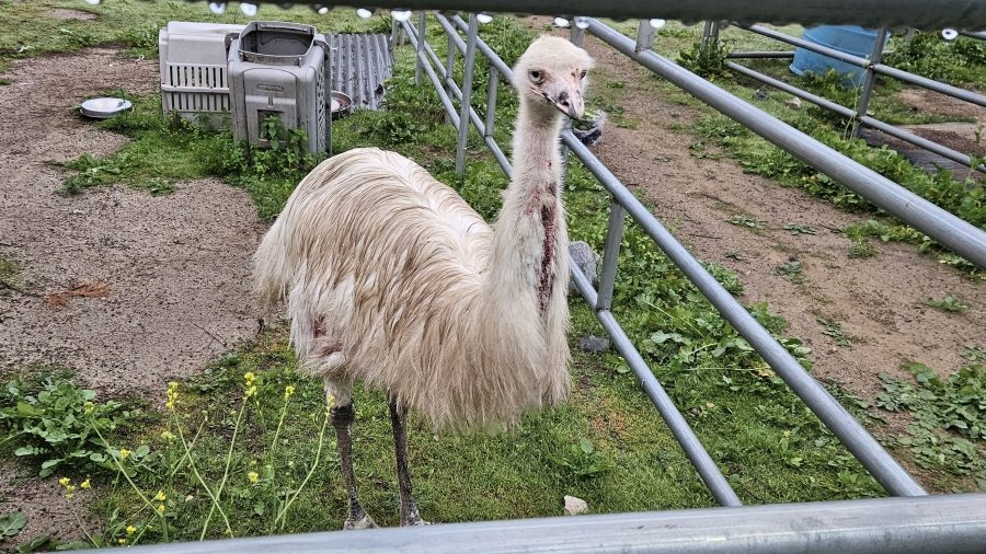 Emu running loose in North County rescued