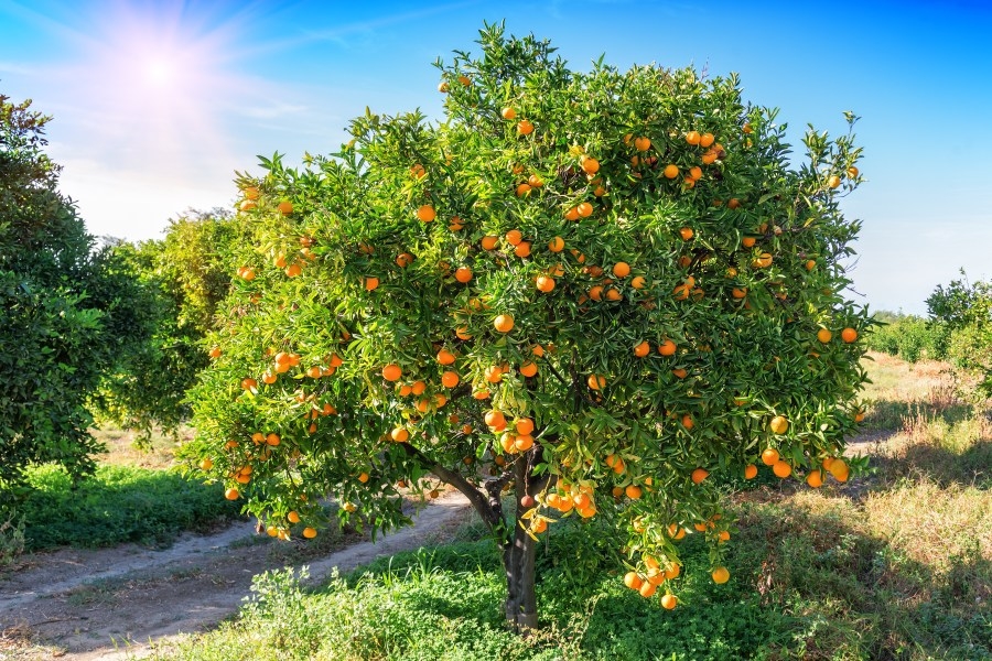 Citrus quarantine expands in Valley Center