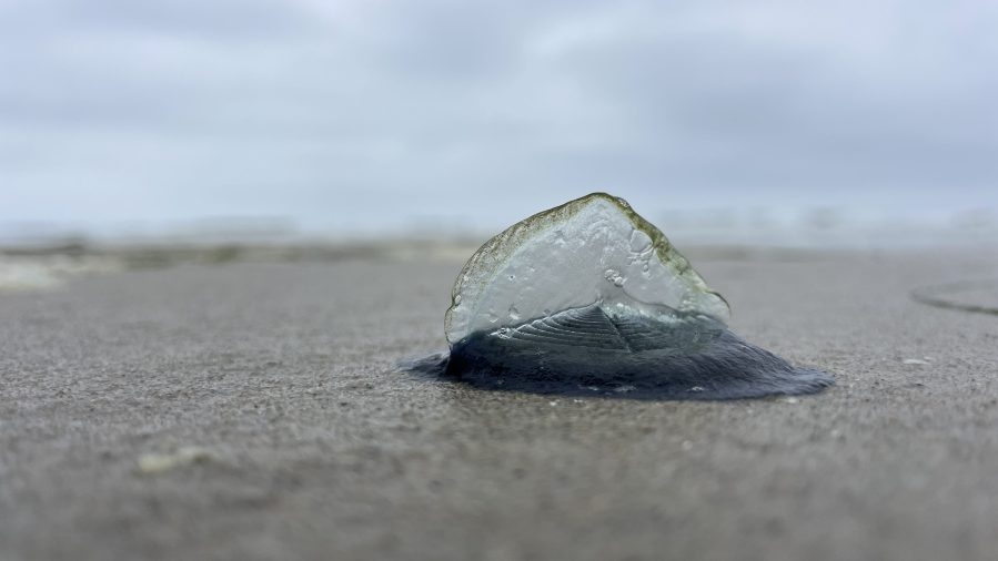 ‘By-the-wind sailors' spotted by San Diego beachgoers