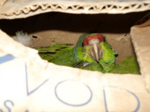 Man suspected of smuggling exotic birds at border